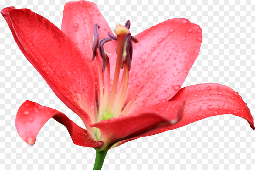 Callalily Flower Tiger Lily Easter Petal PNG