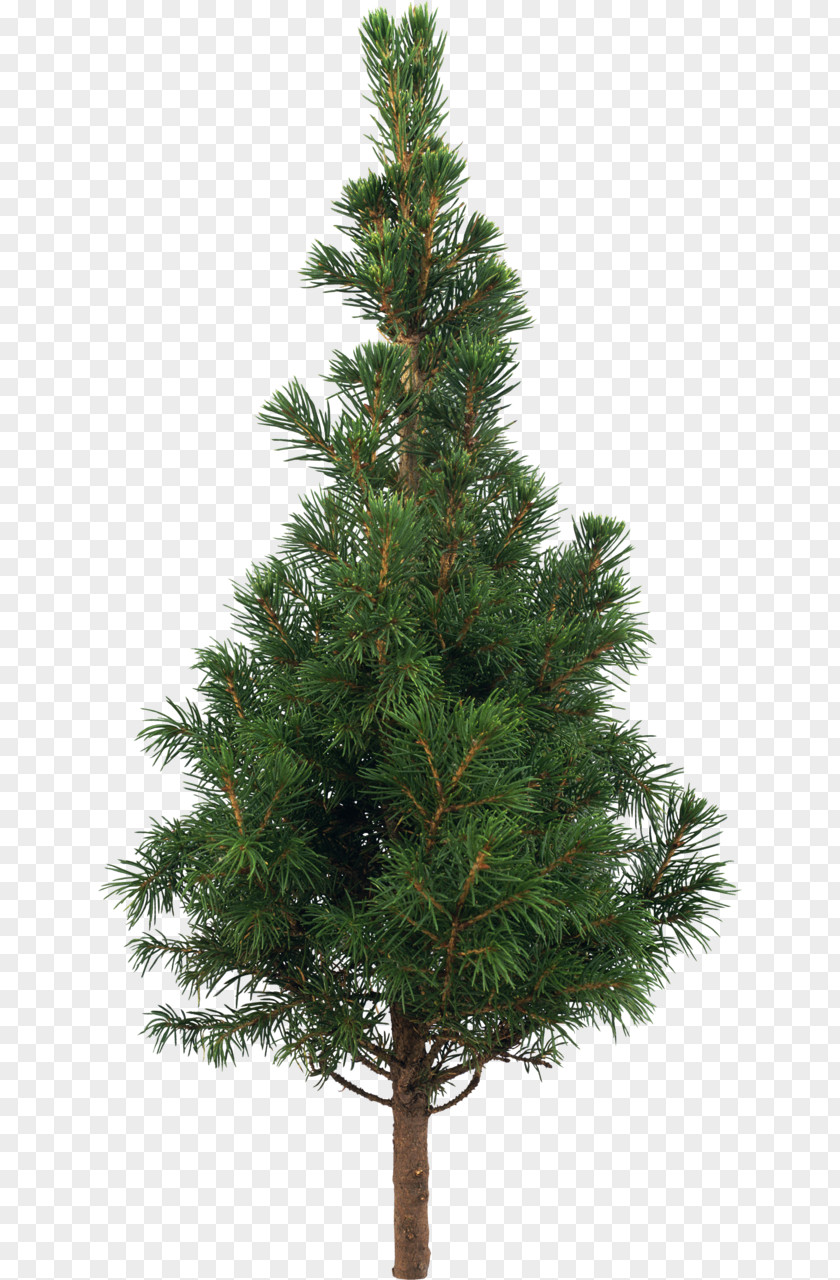 Christmas Tree Scots Pine Fir Artificial PNG