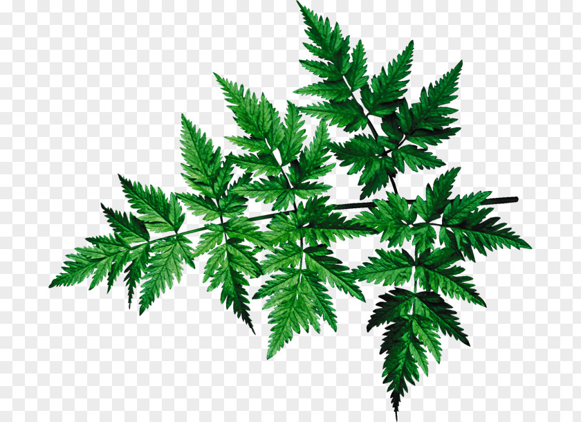 Leaf Plant Stem Tree Clip Art PNG