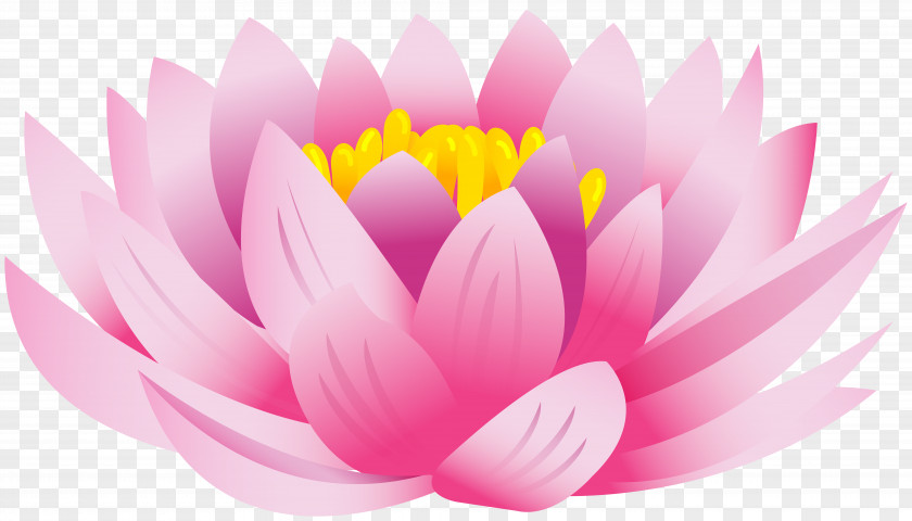 Lotus Flower Nelumbo Nucifera Desktop Wallpaper Clip Art PNG