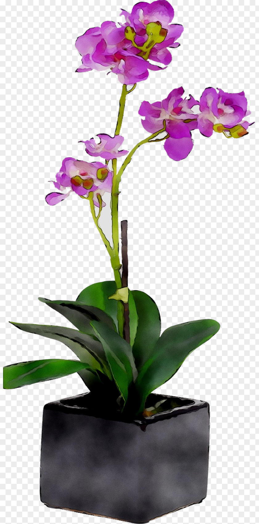 Moth Orchids Floral Design Cut Flowers Flowerpot PNG
