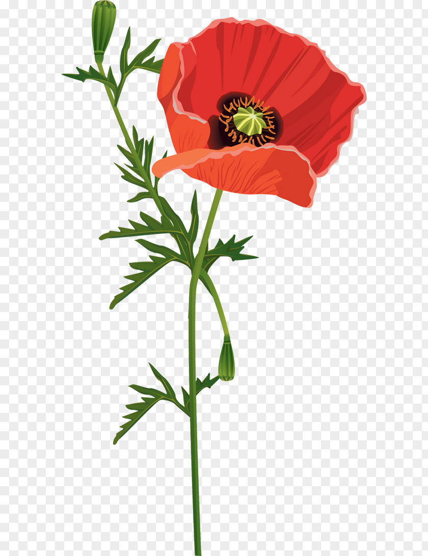 Red Wavy Annual Report Template Common Poppy Flower Opium PNG