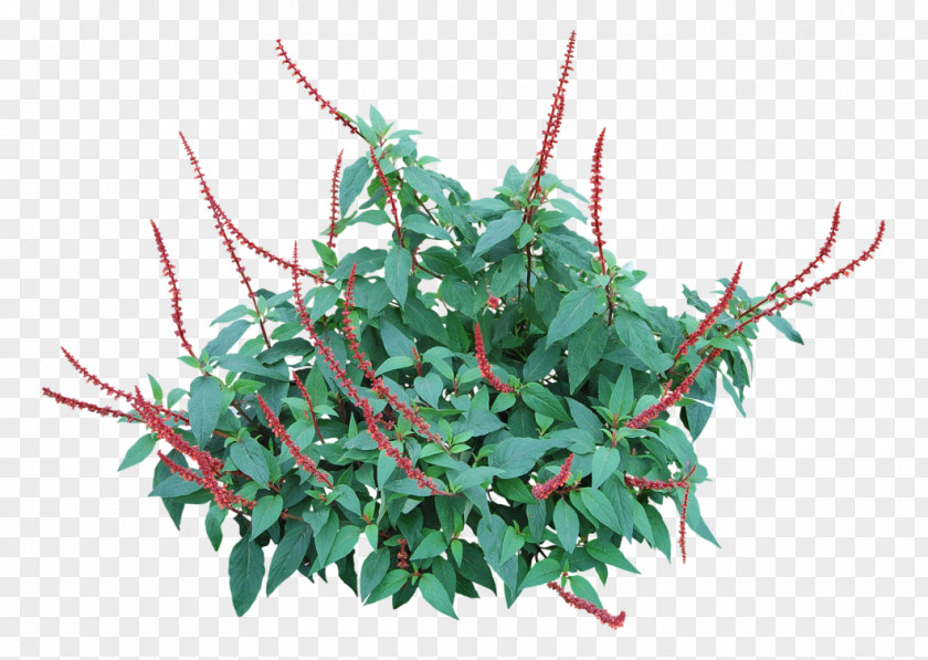 Salvia E Ulivo Splendens Leaf Plant PNG