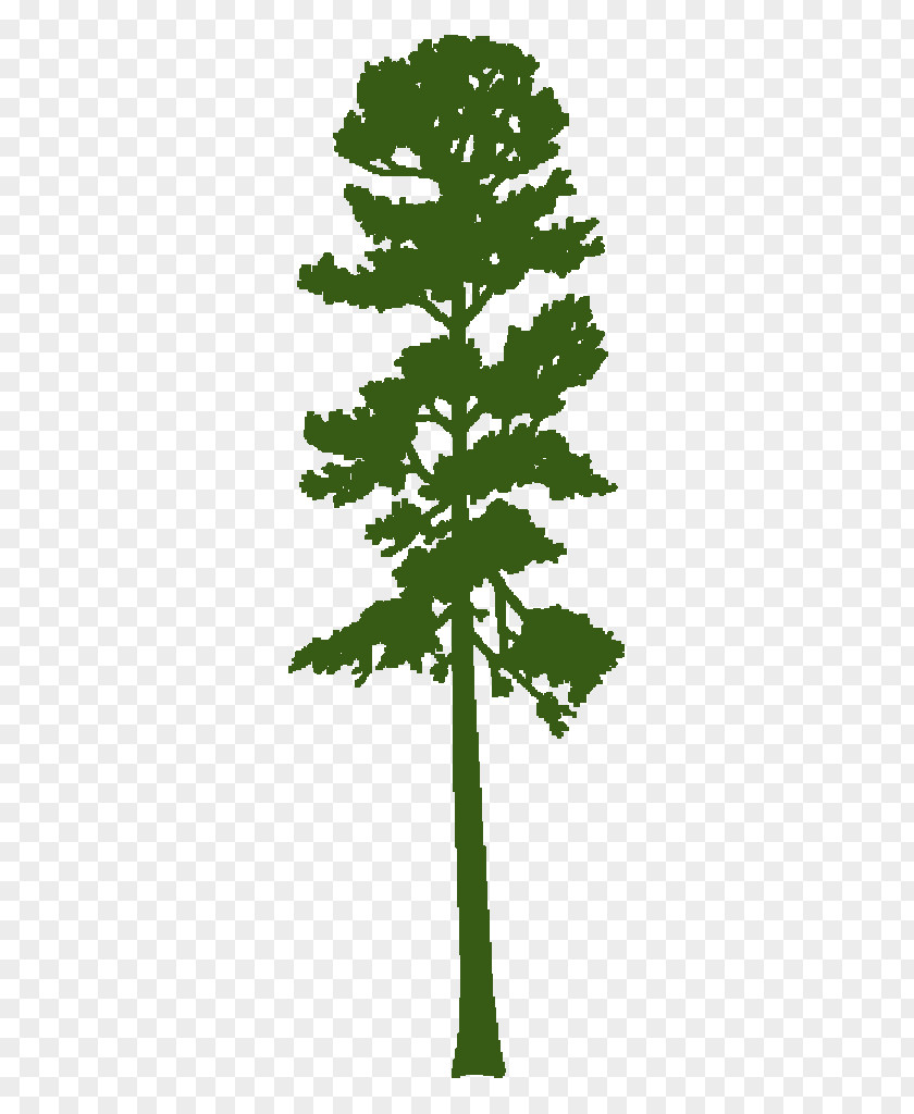 Arbor Day Plane Pine Tree Silhouette PNG