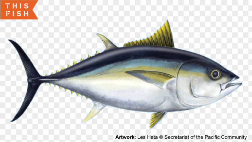 Fish Mackerel Sardine Bigeye Tuna Yellowfin Skipjack PNG