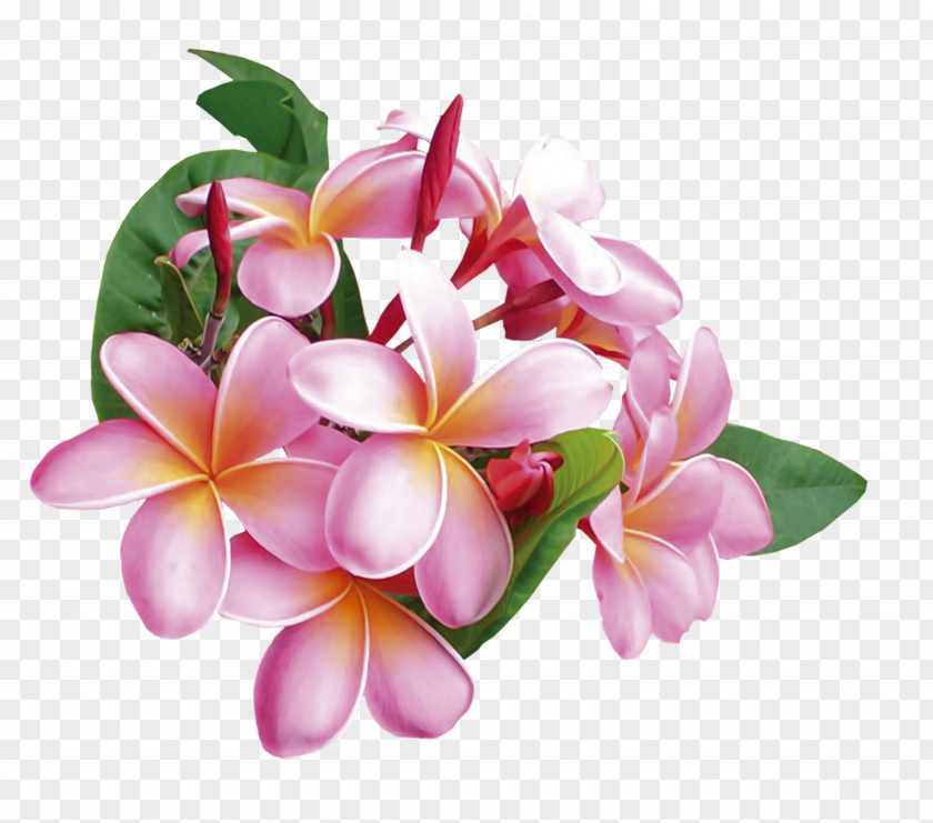 Floral Patterns Flower Bouquet Design Clip Art PNG