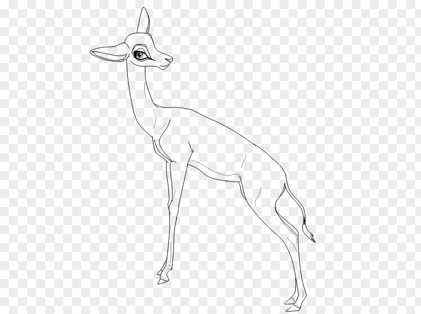 Gazelle Springbok Line Art Deer Camel PNG