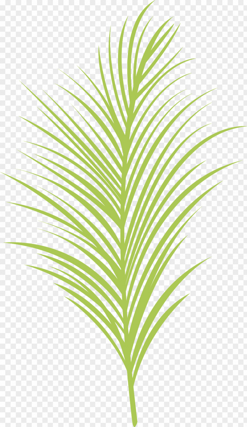 Line Arecaceae Grasses Plant Stem Leaf PNG