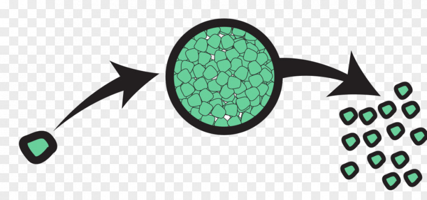 Asexual Reproduction Sporulation Budding Genetics PNG