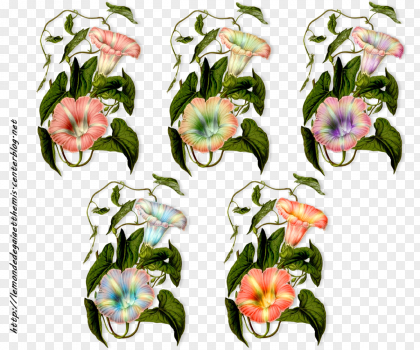 Flower Floral Design Hedge Bindweed Cut Flowers Flowering Plant PNG