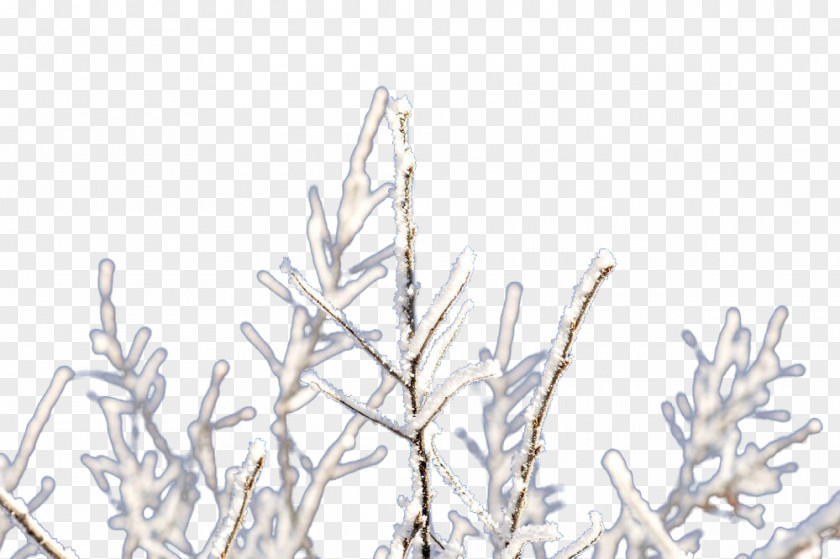 Frozen Branches Twig Branch Ice PNG