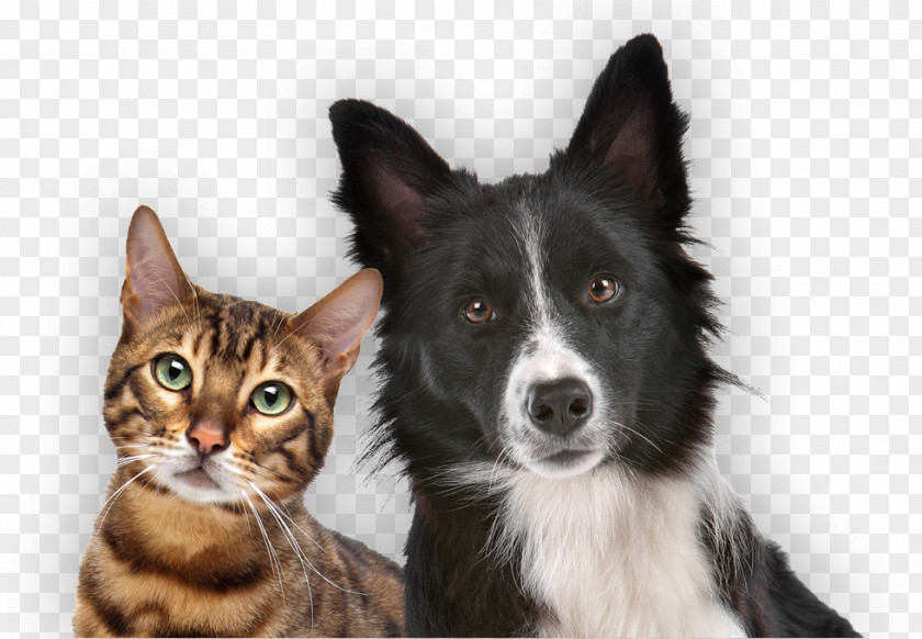 Paws Claws Dog–cat Relationship Puppy Pet PNG