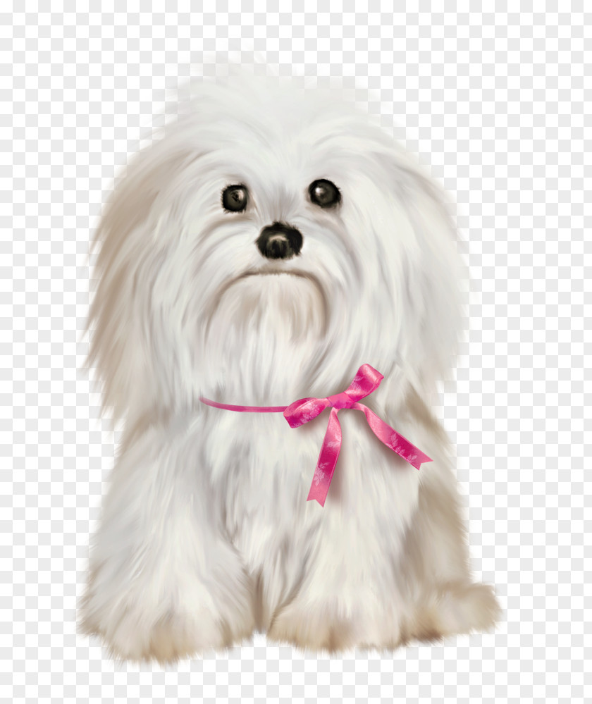 Puppy Maltese Dog Shih Tzu Pekingese Yorkshire Terrier Havanese PNG