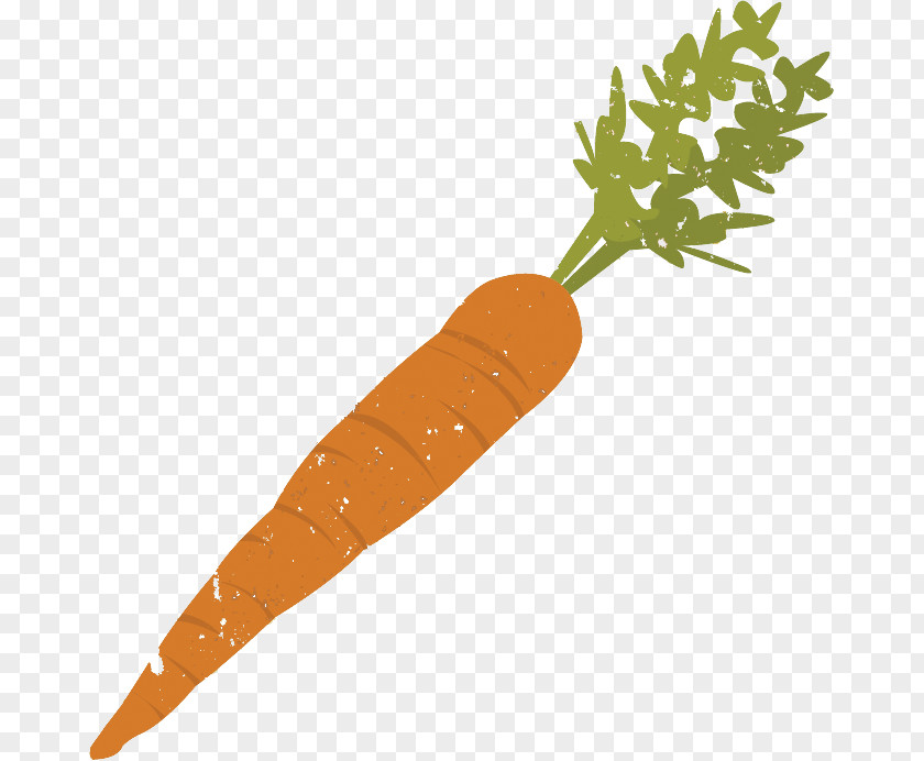 Carrots Carrot Vegetable Stock PNG