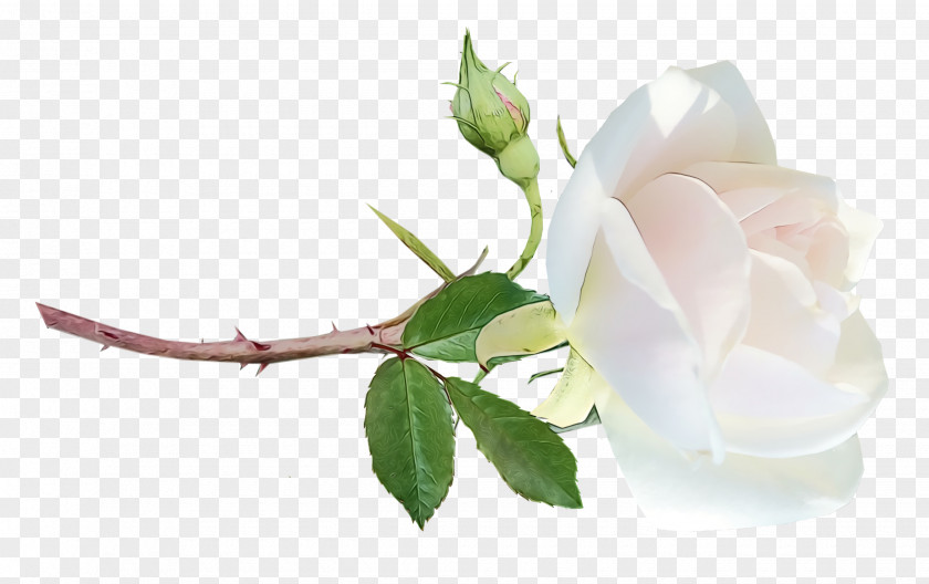 Garden Roses PNG