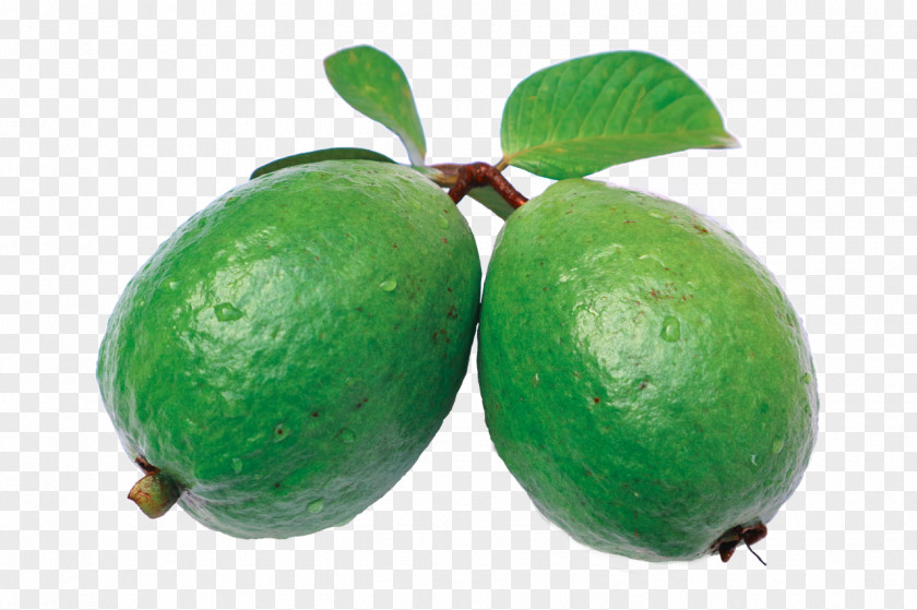 Guava Juice Common Auglis PNG