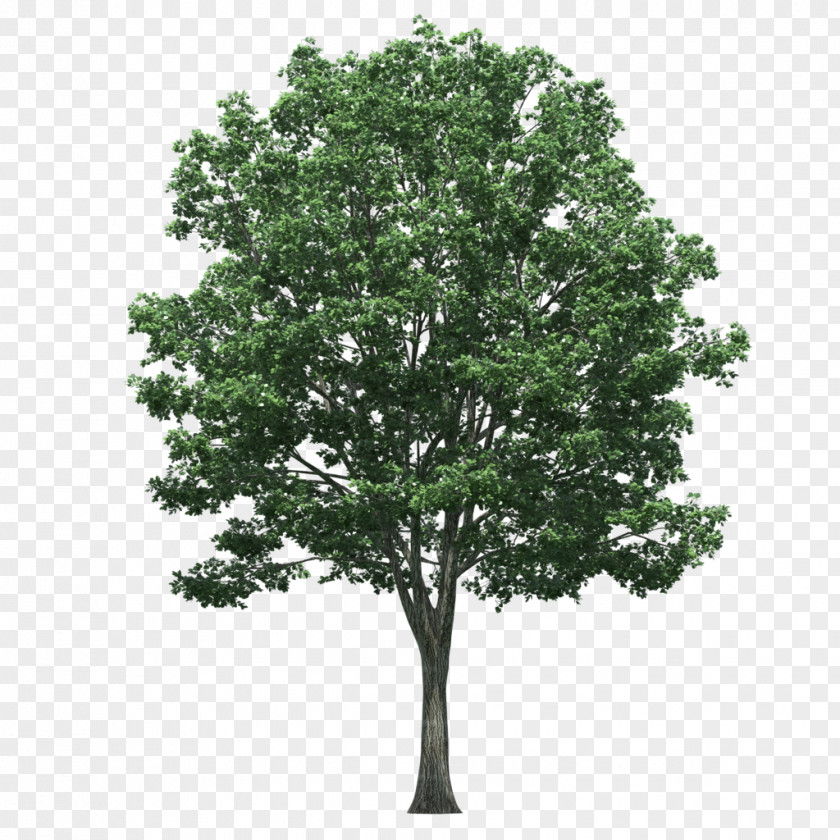 Tree Plan Populus Nigra PNG
