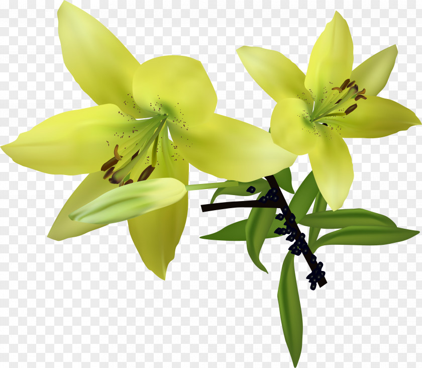 Blooming Lily Lilium Download PNG