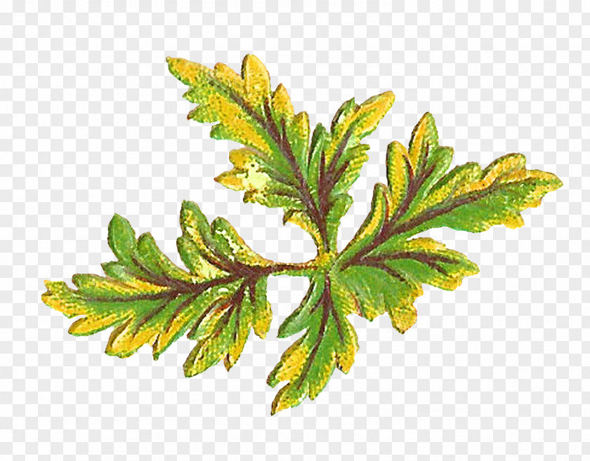 Botanical Leaf Botany Art Clip PNG
