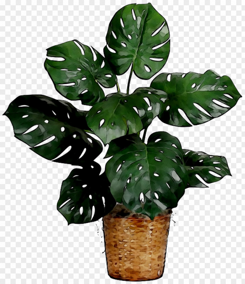 Flower Swiss Cheese Plant Houseplant Plants PNG