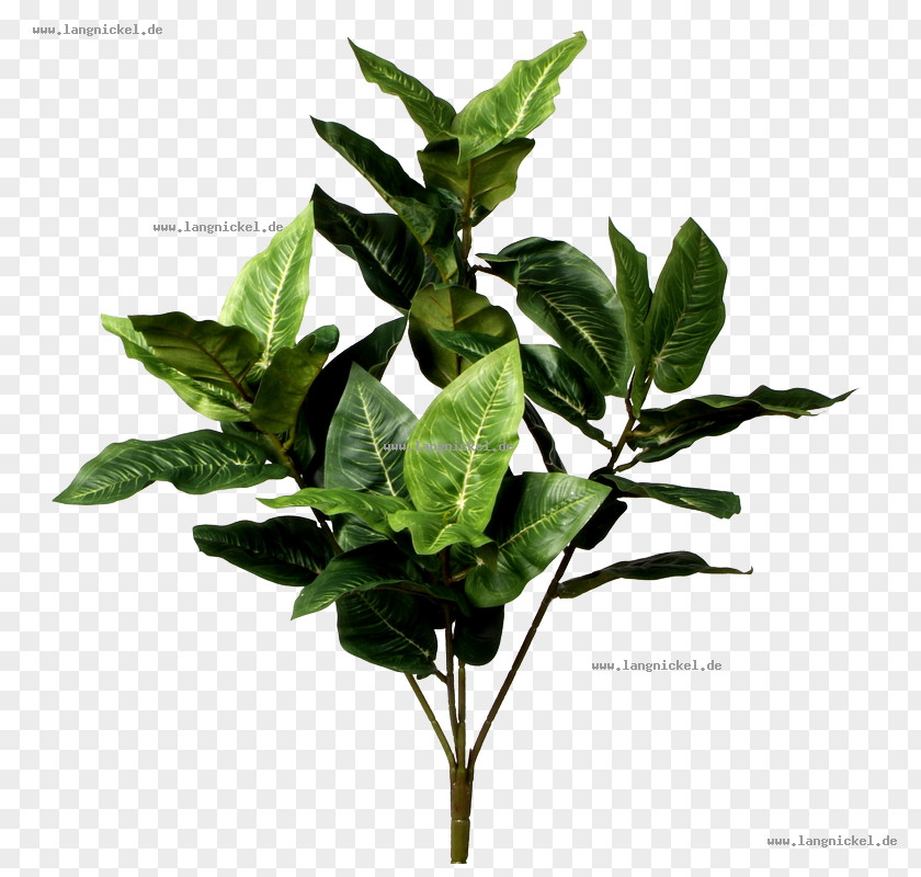 Leaf Green Branch Weeping Fig Food PNG