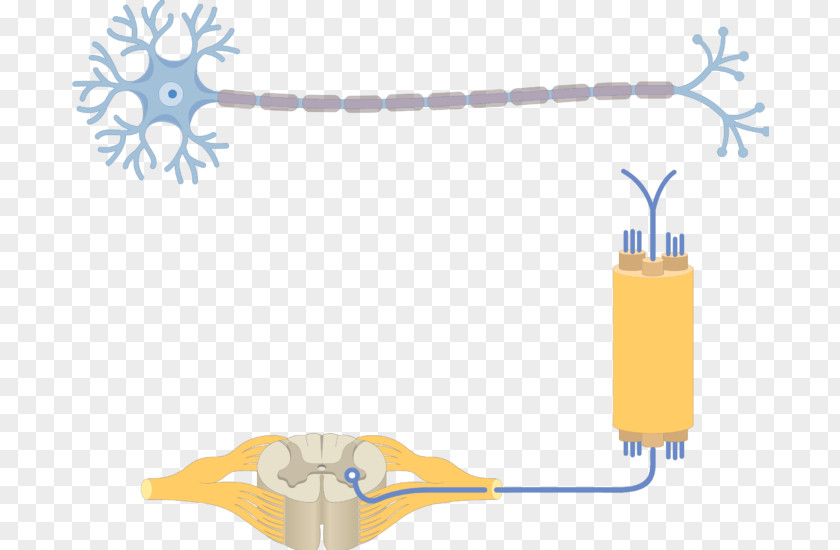 Neuron Multipolar Pseudounipolar Soma PNG