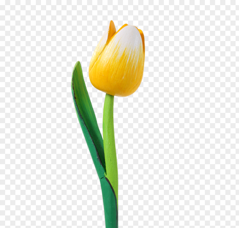 Tulip White Cut Flowers Plant Stem Souvenir PNG
