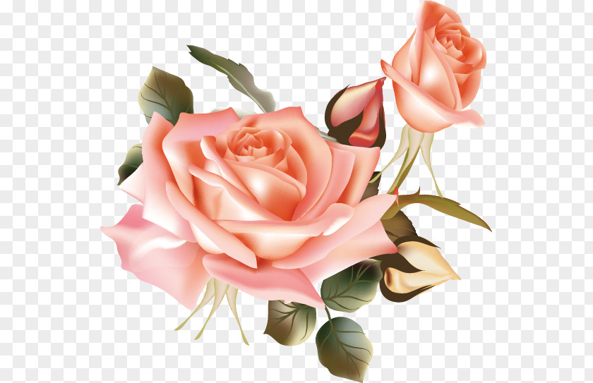 Vector Flower Beach Rose PNG