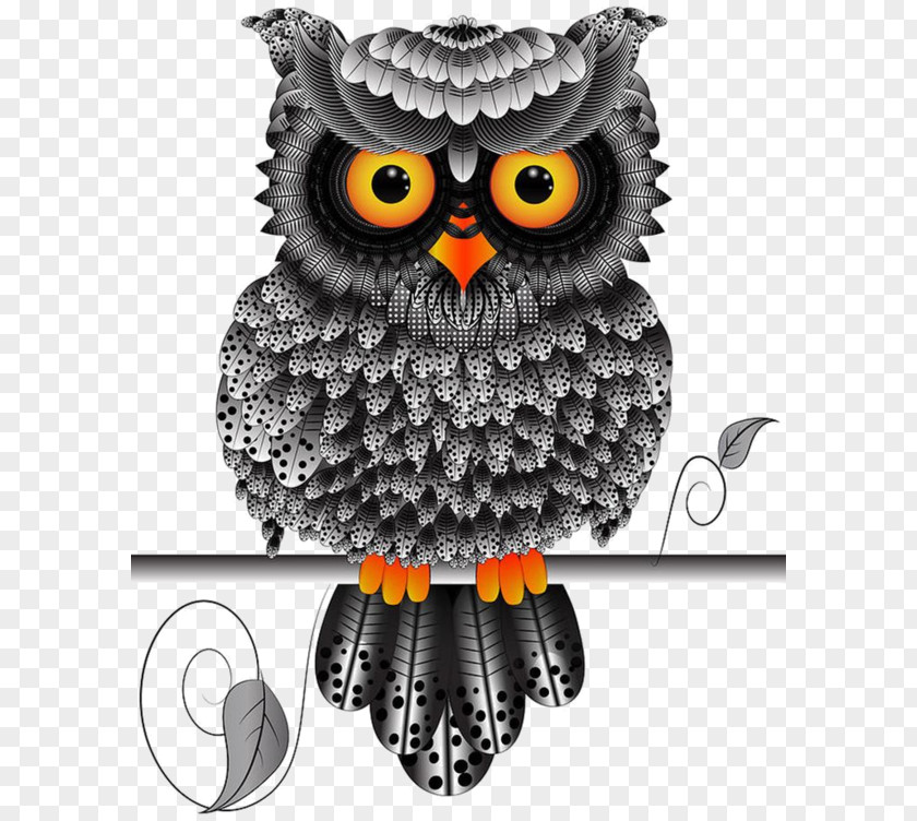 Bird Northern White-faced Owl Illustration Southern Image PNG