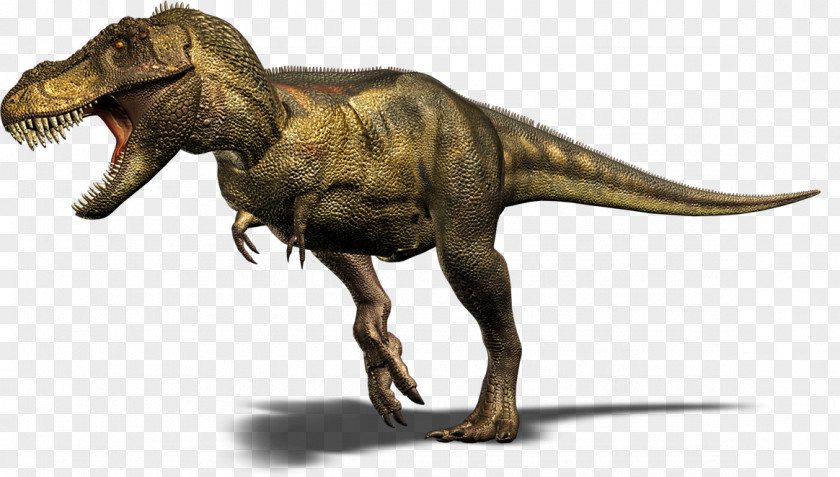 Dinosaur Tarbosaurus Spinosaurus Triceratops Giganotosaurus PNG