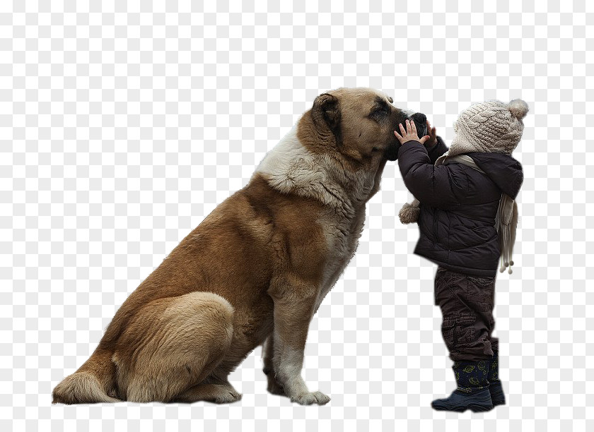 Dog Breed Child Photography PNG
