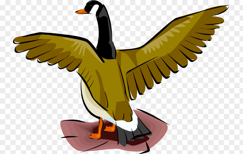 Duck Goose Mallard Clip Art PNG