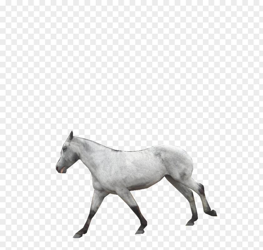 Galloping Horse American Paint Pony Mustang Foal Stallion PNG