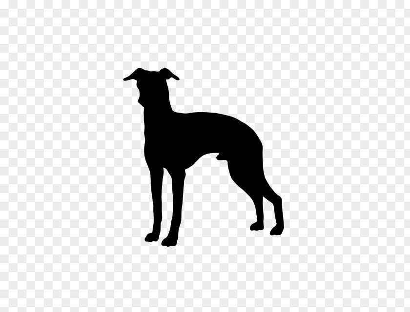 Italian Greyhound Whippet Spanish Dog Breed PNG