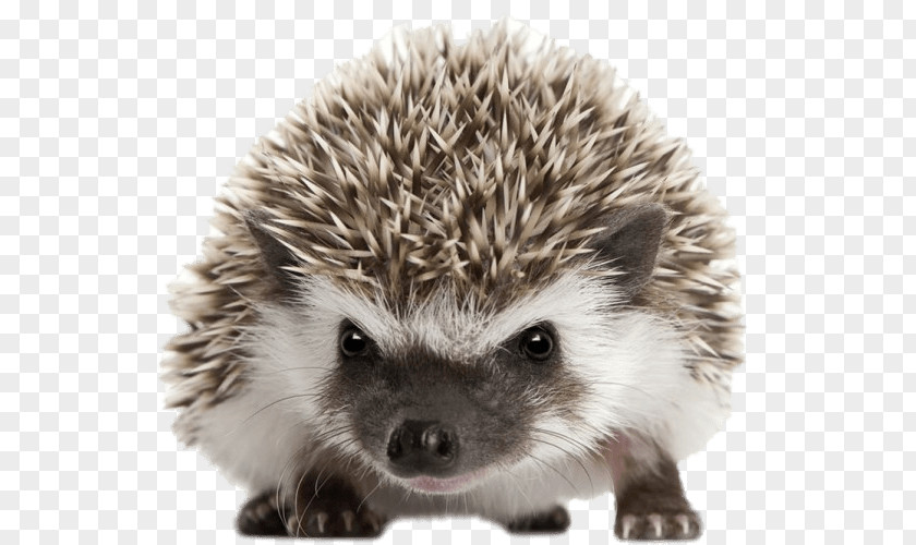 Cute Hedgehog Four-toed North African Domesticated Pet PNG