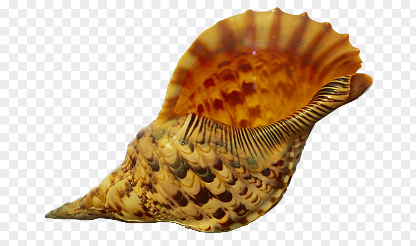 Free Conch Pull Material Seashell Sand Mollusc Shell PNG