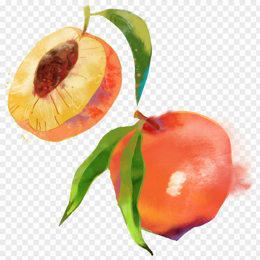 Hand-painted Peach Saturn Fruit Watercolor Painting PNG