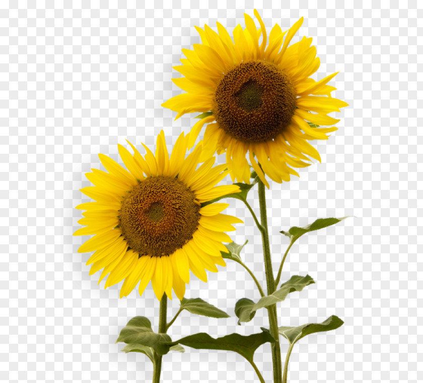 Sunflower Seed Clip Art Image Vector Graphics PNG