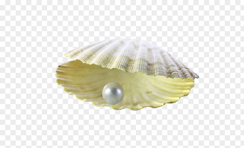 Yellow Simple Pearl Shell Decoration Pattern Powder Seashell Brochure PNG