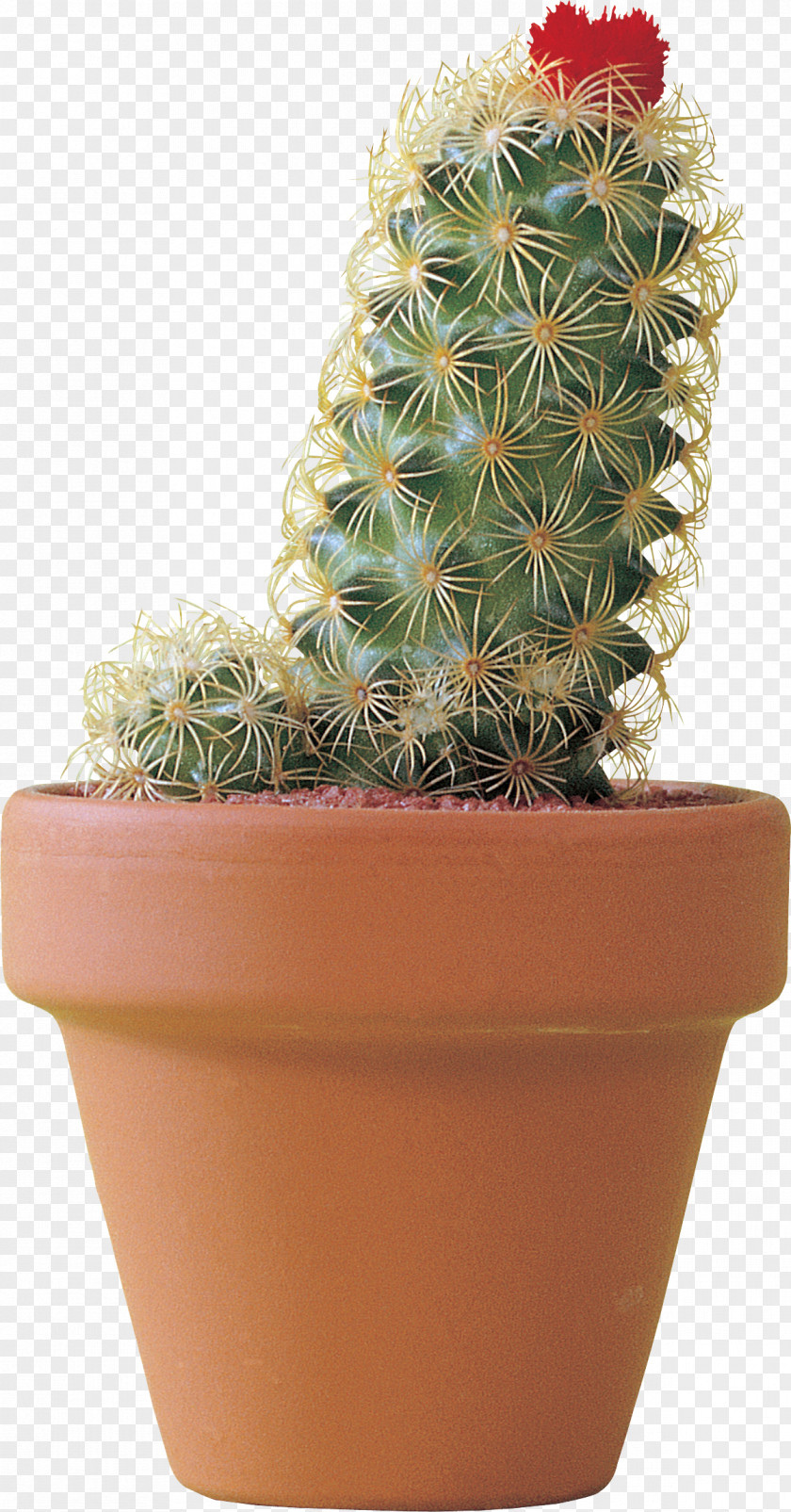 Flowerpot Citroën Cactus M Strawberry Hedgehog Houseplant Cactaceae PNG