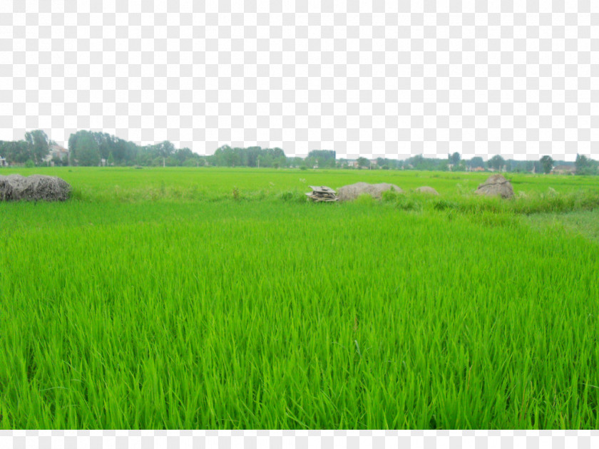 Green Rice Fields Daotian, Shandong Paddy Field Oryza Sativa PNG