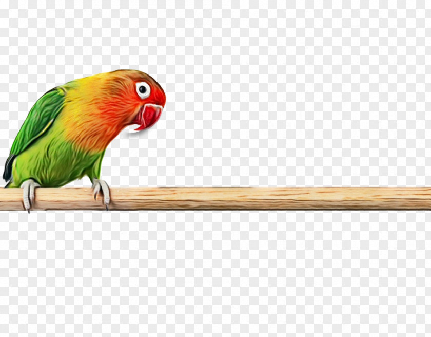 Lorikeet Parakeet Bird Parrot PNG