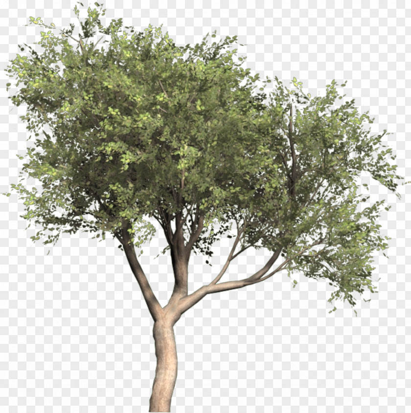 Olive Tree Image Olea Oleaster PNG