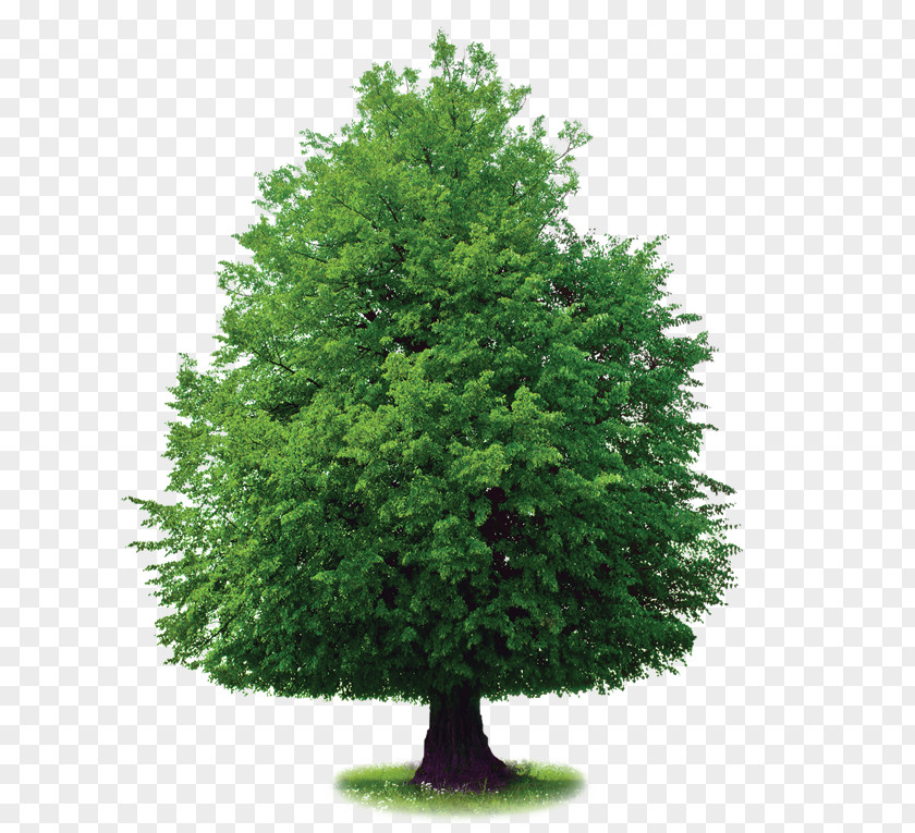 Tree Royalty-free Stock Photography Clip Art Image PNG