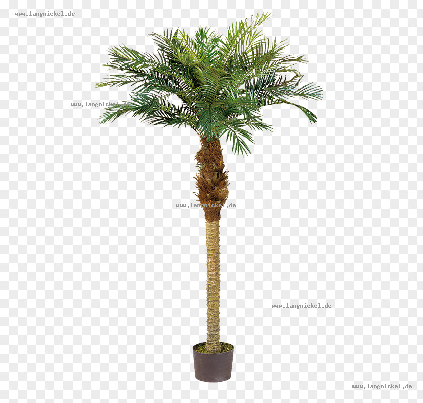 Tree Stock Photography Royalty-free Green Asian Palmyra Palm PNG