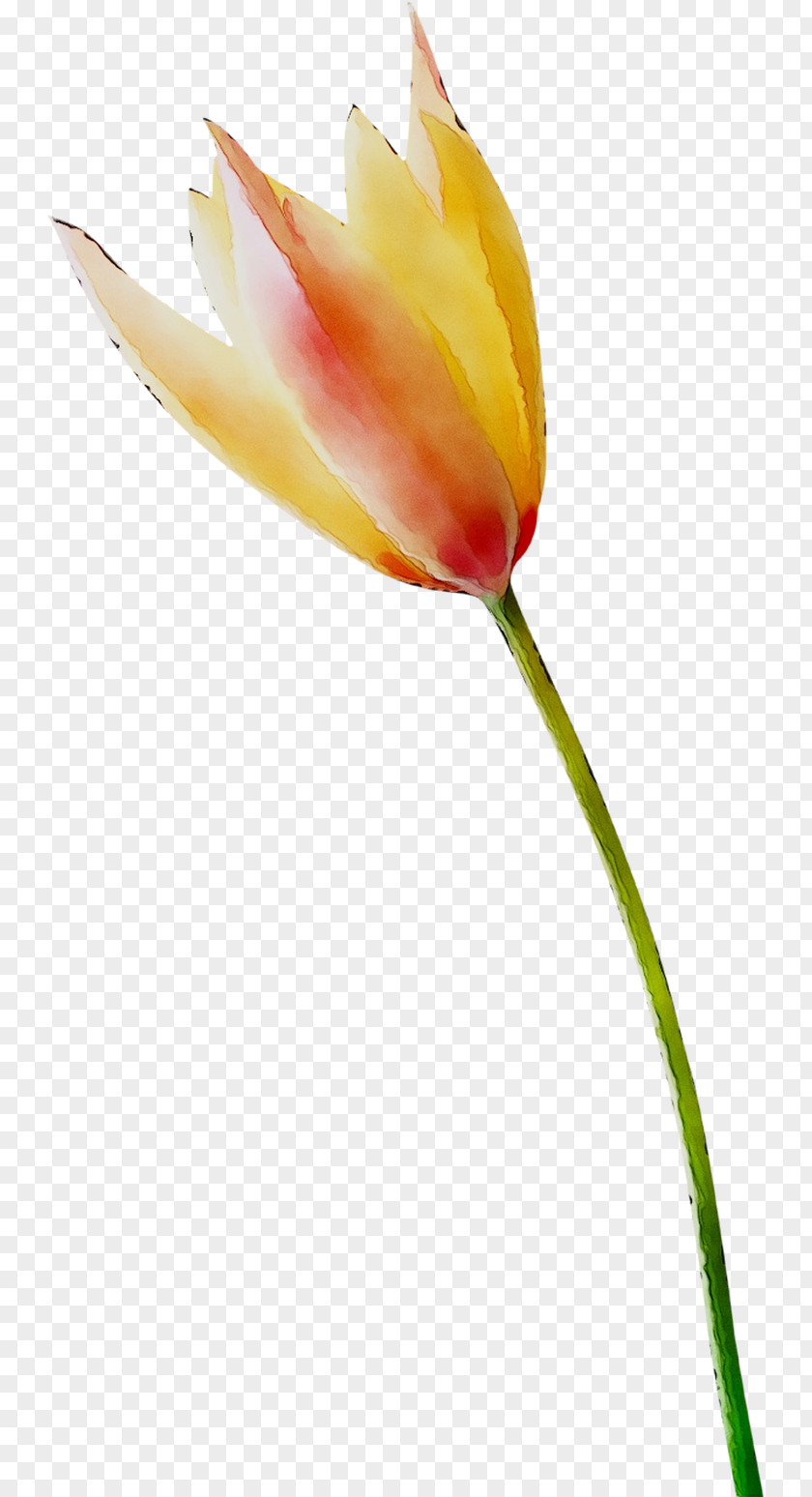 Tulip Plant Stem Orange S.A. Plants PNG