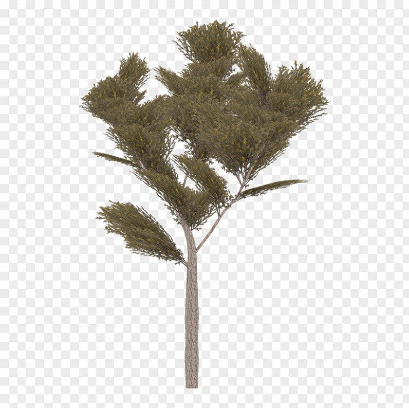 Twig Plant Stem PNG