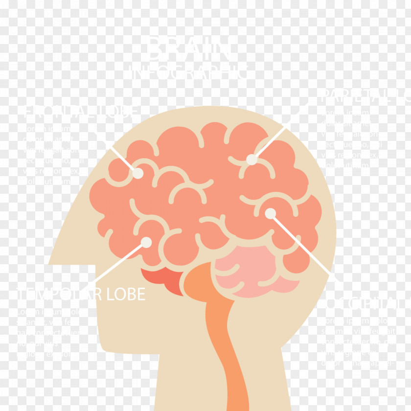 Vector Male Brain Human Infographic Cerebrum PNG
