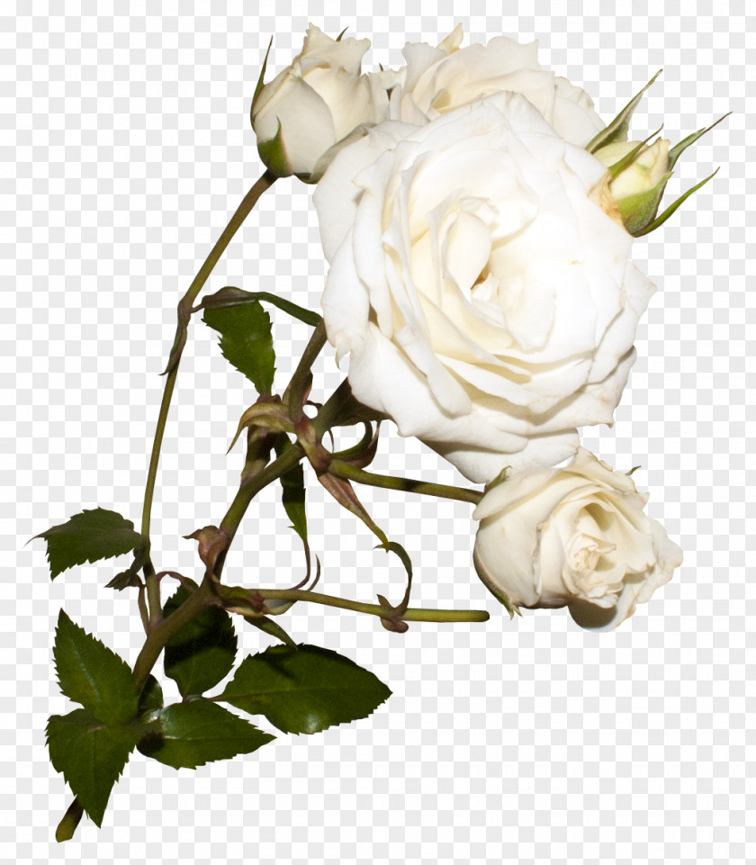 White Rose Garden Roses Centifolia Light PNG