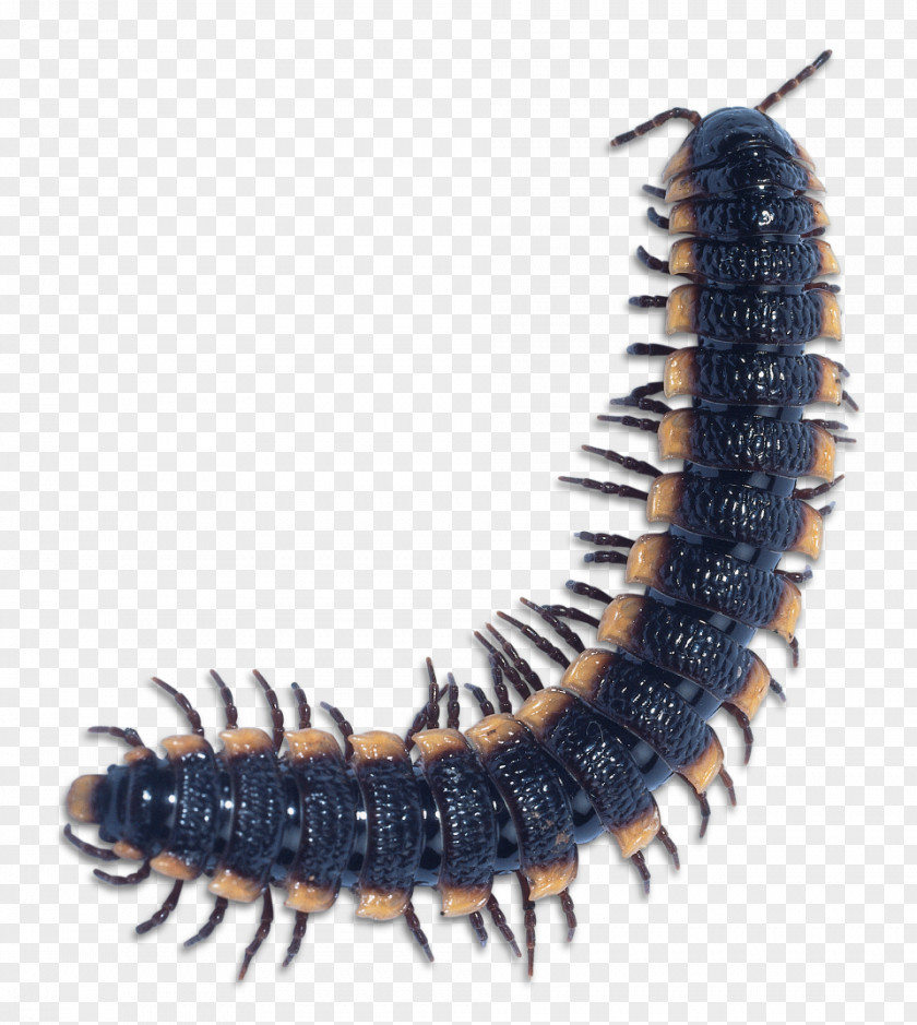 Bearded Dragon Scolopendra Gigantea Centipedes Millipede Insect House Centipede PNG